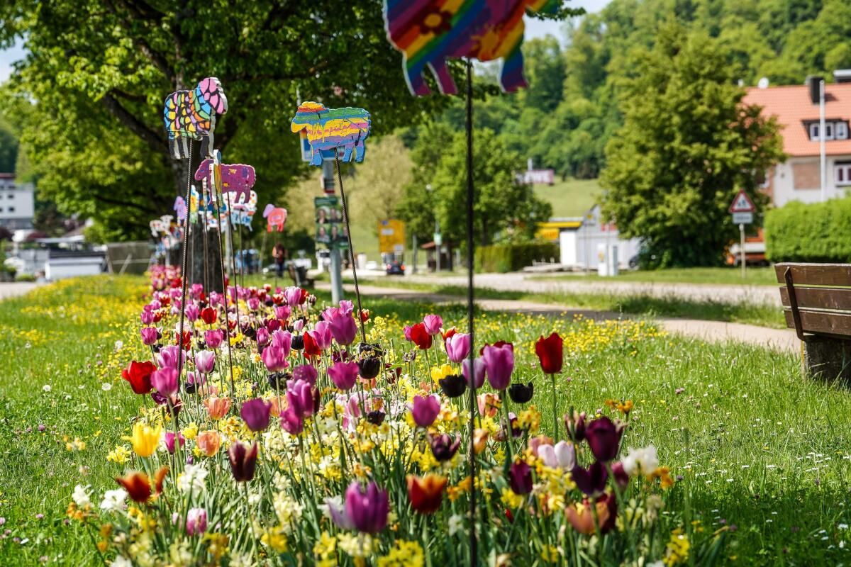 Dischingen Was es mit den bunten Schafen in Nattheim, Dischingen und Neresheim auf ...