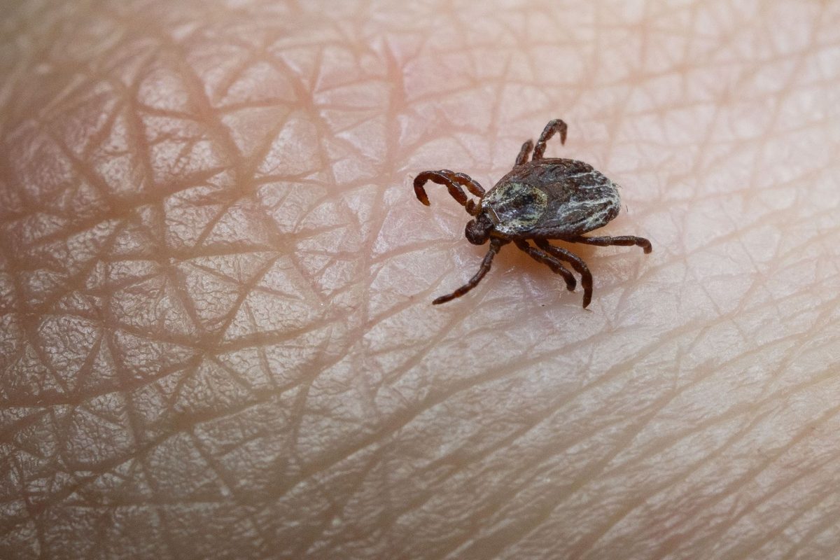 Significantly more TBE cases in the country: Infection not only possible ...