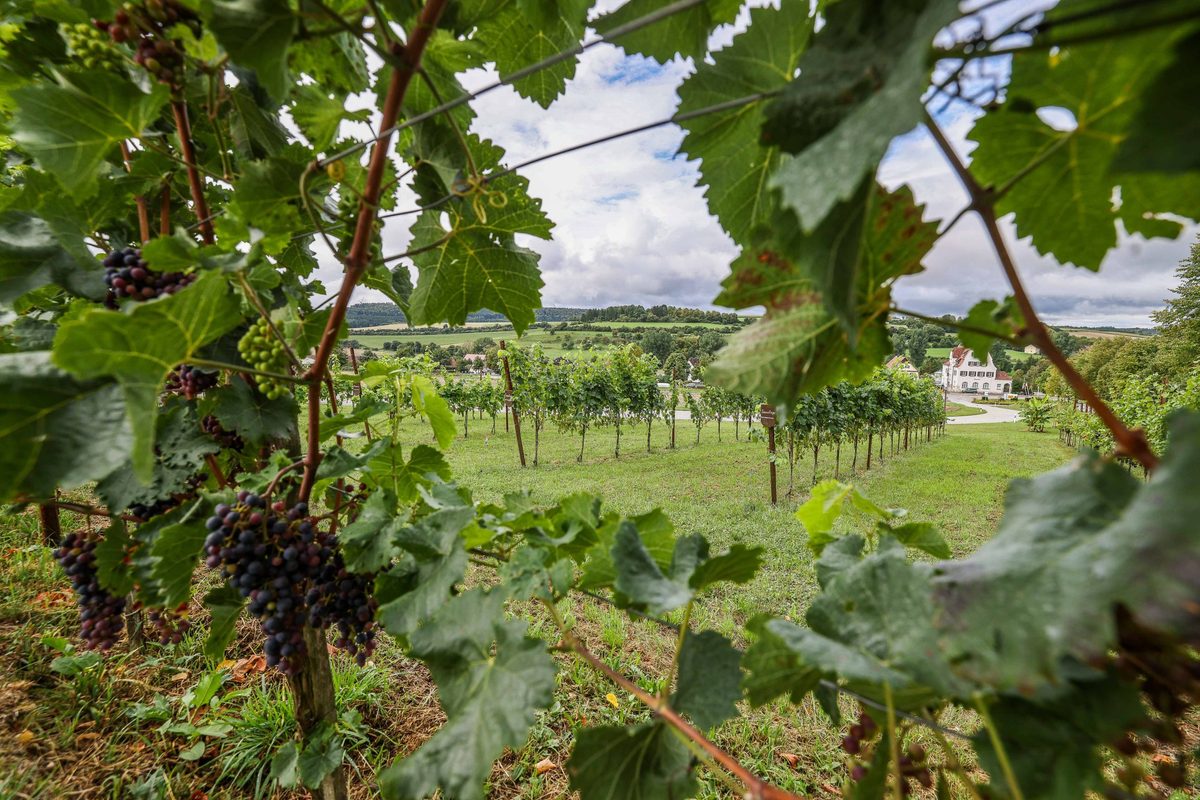 Wo man auf der Ostalb den Weinbau neu für sich entdeckt hat