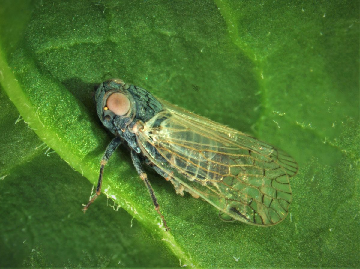 Reed glasswing cicada: How big is the problem in the Heidenheim district ...