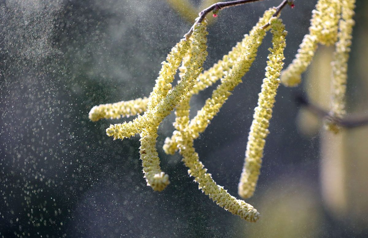 It's getting itchy for hay fever sufferers