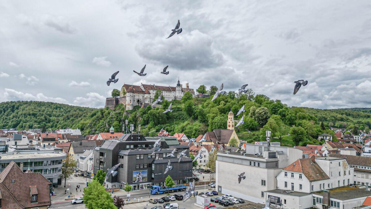 What the pigeon virus in Heidenheim is all about and why around 100 birds ...