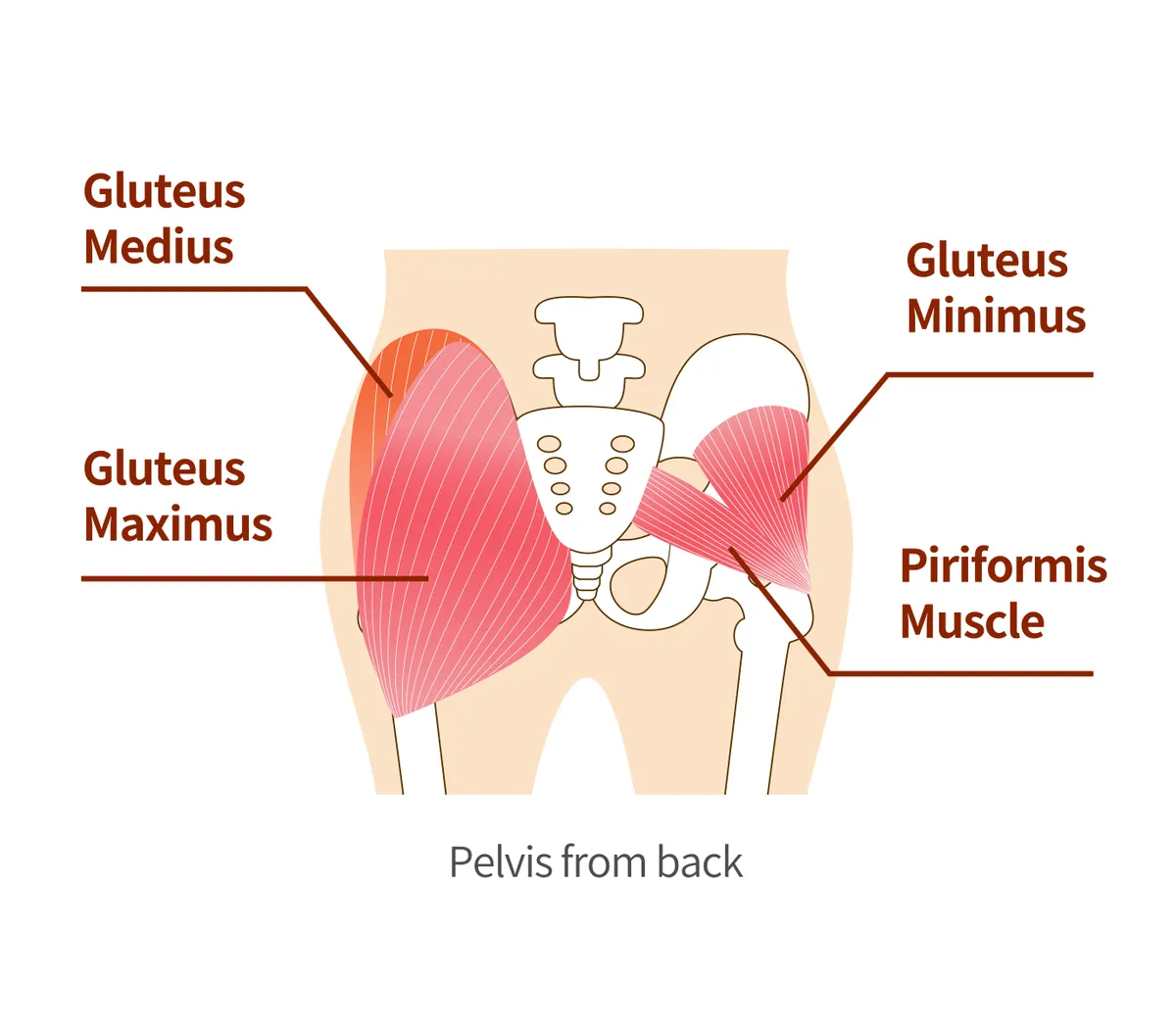 Main gluteal muscles of the buttocks: large gluteus medius, gluteus medius muscle, small gluteus muscle