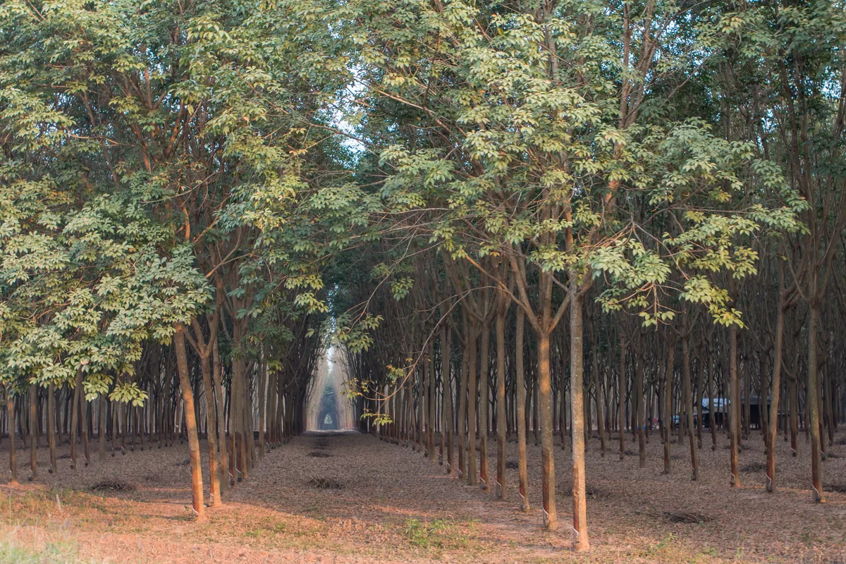 Rubber plantation in Thailand
