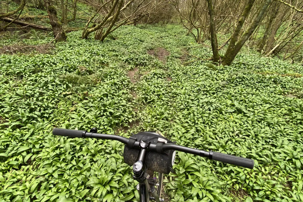 Trendy gravel bike amidst wild garlic