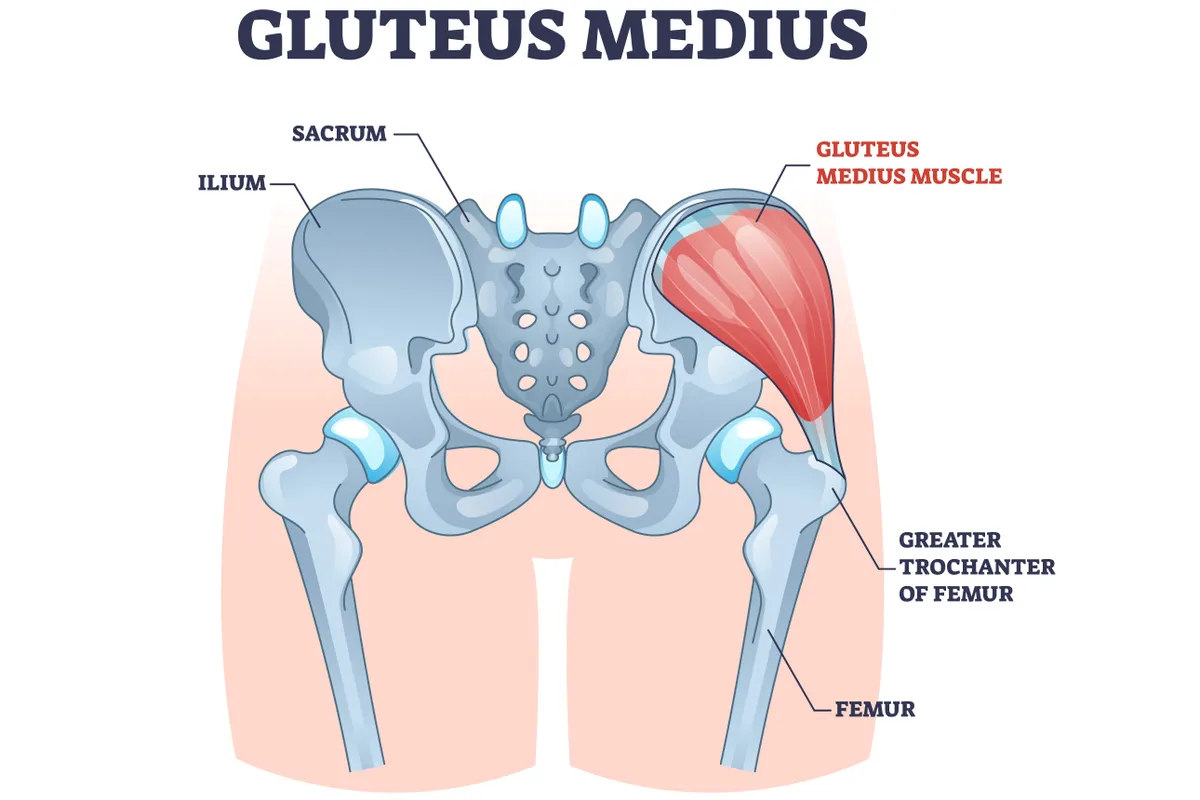 Diagram showing the muscles and bones of the Gluteus Medius. The image is titled Gluteus Medius and the anatomy is labelled clockwise: ilium, Sacrum, Gluteus Medius Muscle, Greater Trochanter of Femur, Femur.