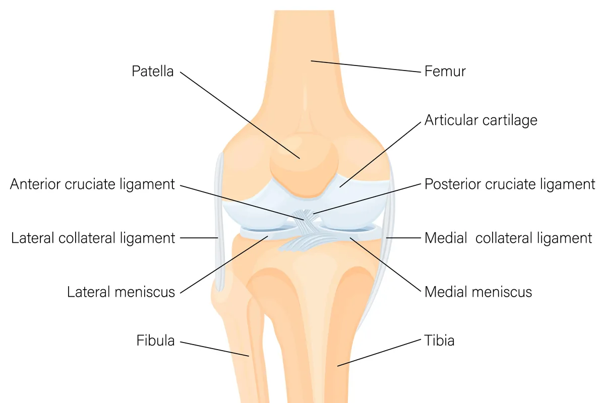Diagram showing back of knee joint with bones, ligaments and cartilage labelled. 