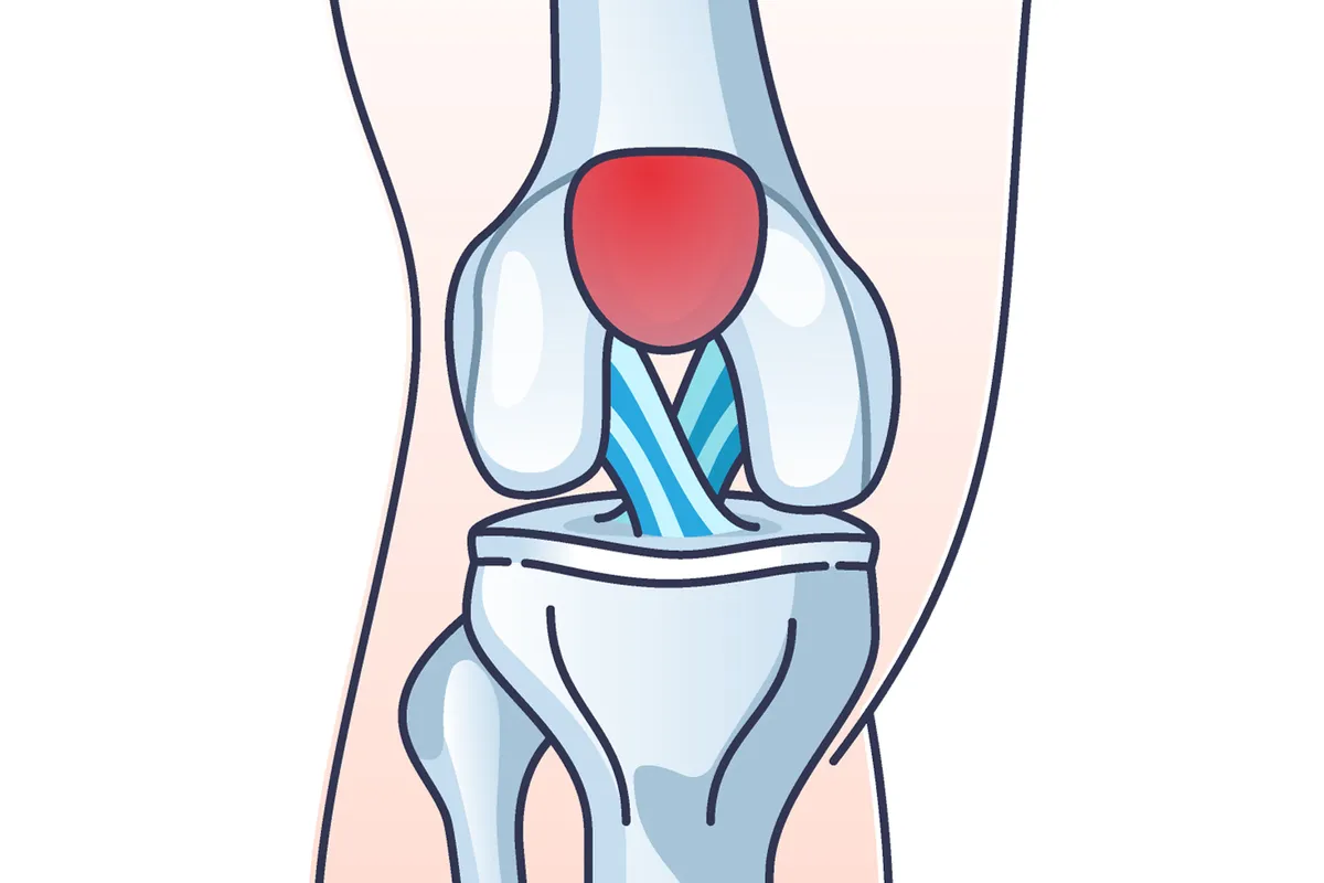 Diagram showing knee join and ligaments.