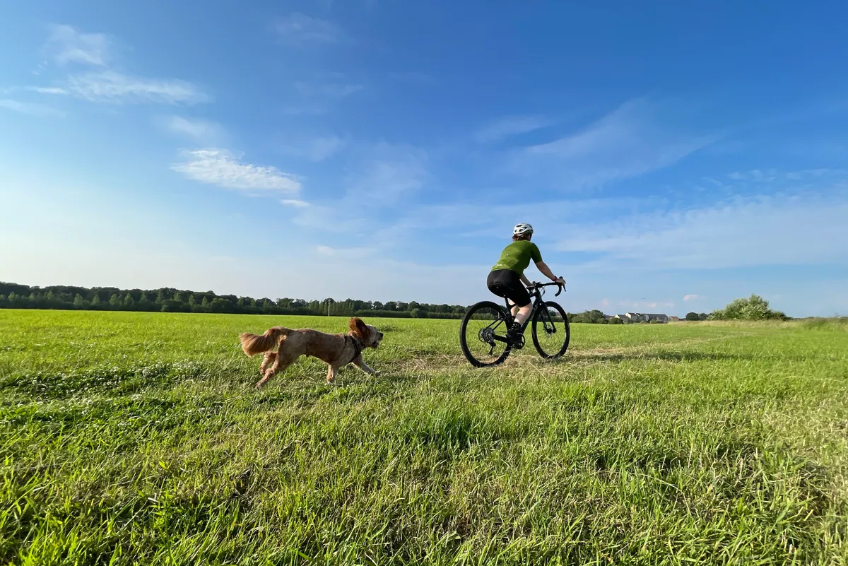 Bike and dog