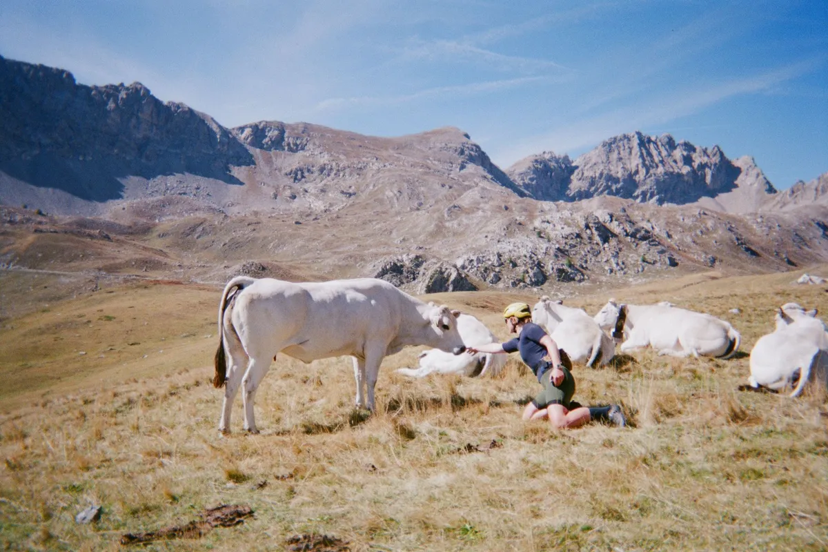 Saying hello to the locals, in this case Piedmontese cows, in Little Peru.