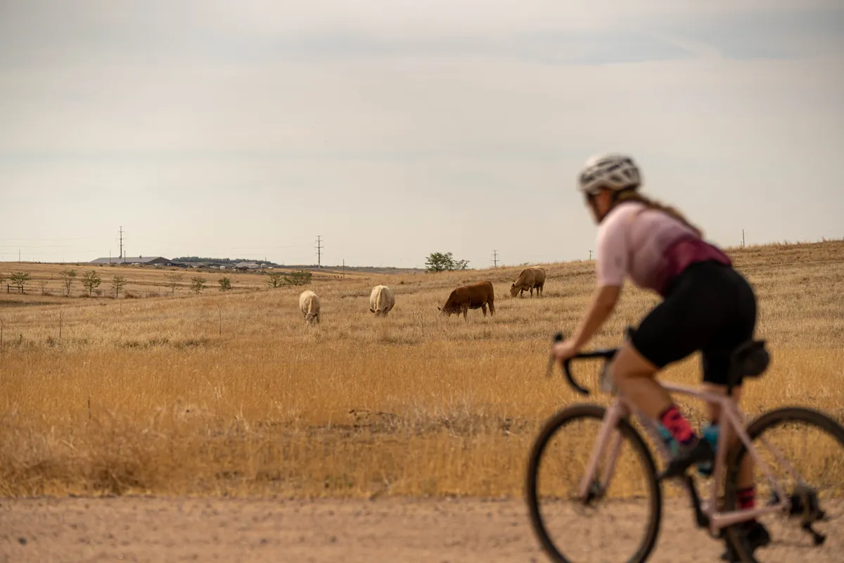 A female cyclist rides through cows during the FoCo Fondo gravel race