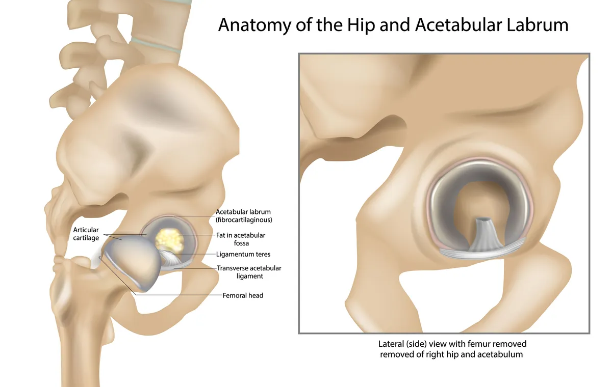 Anatomy of the Hip and Acetabular Labrum. Ligamentum teres and Articular cartilage. Lateral view with femur removed of right hip.