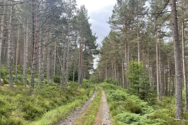 Gravel path in Scotland woodland