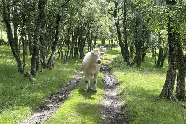 A cow on the middle of a gravel track