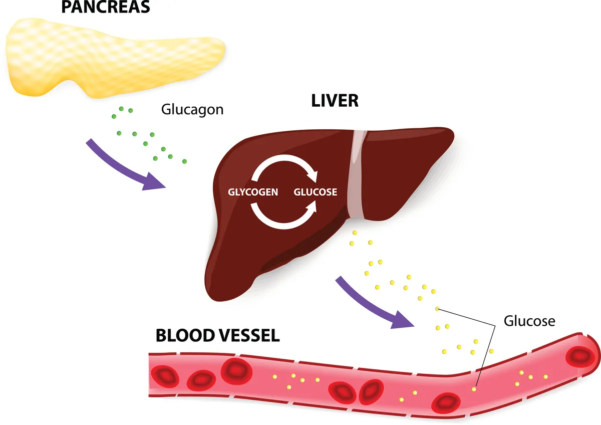 Glucagon is a hormone of the pancreas. The pancreas releases glucagon when blood glucose levels fall too low. Glucagon causes the liver to convert stored glycogen into glucose, which is released into the bloodstream.