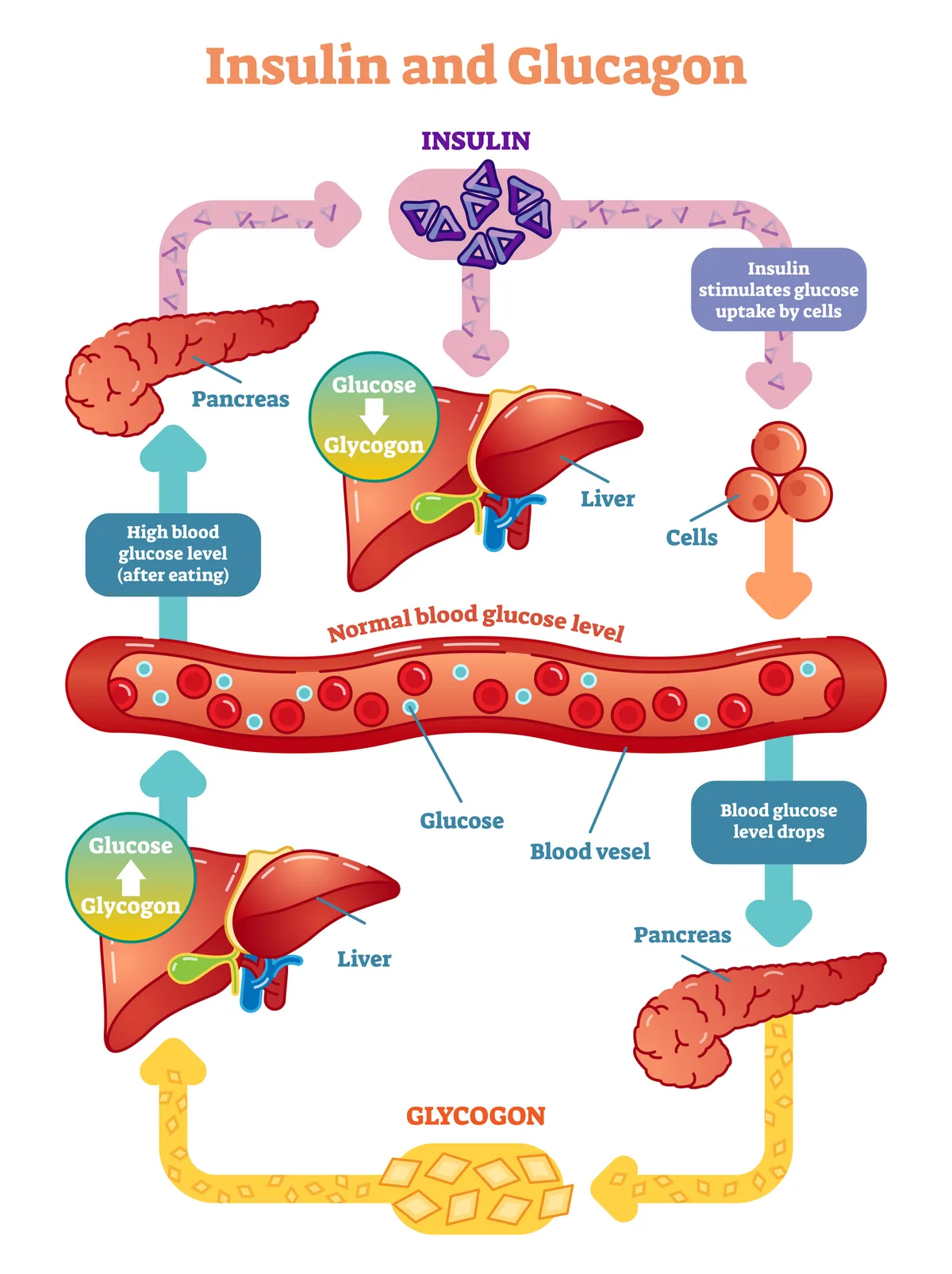 Insulin and glucagon vector illustration diagram. Educational medical information.