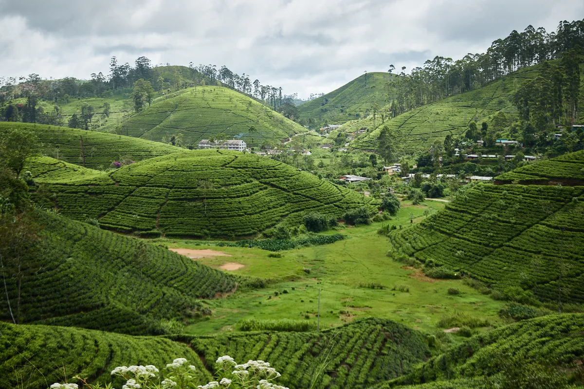 View of fields in Sri Lanka.