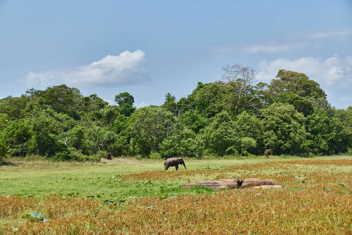 Elephant standing in grass in Sri Lanka.