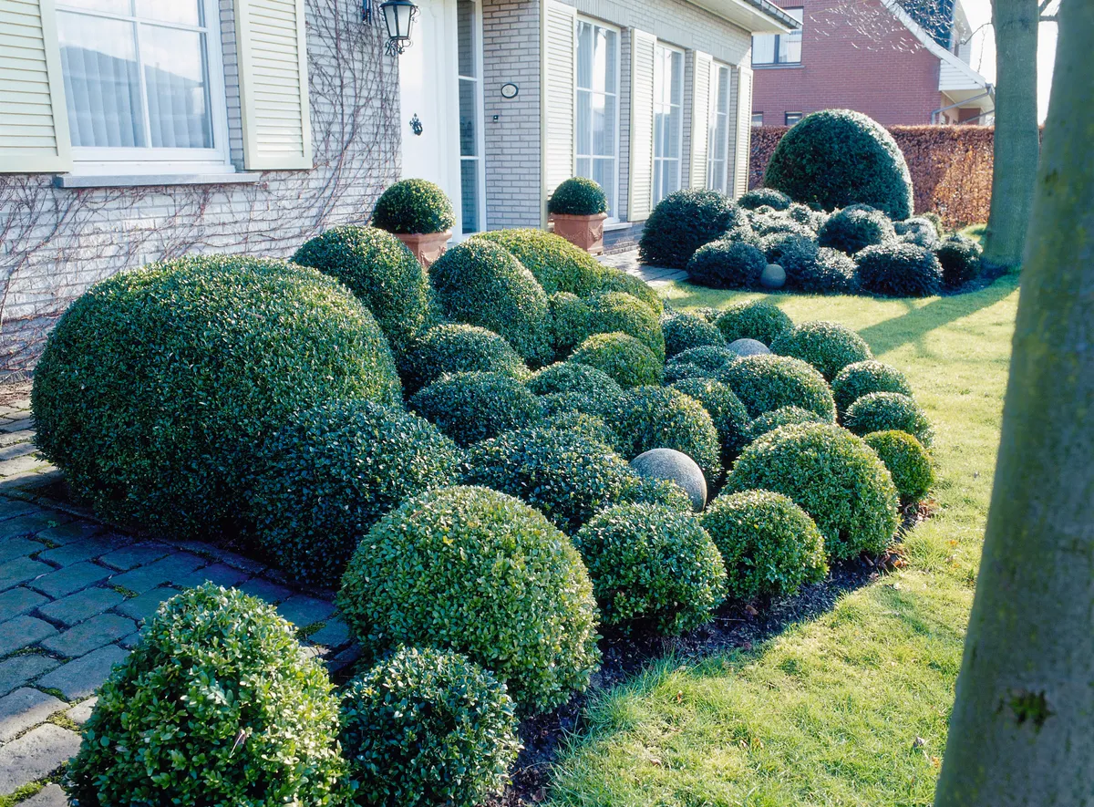 topiary mounds of taxus & buxus in front garden, february