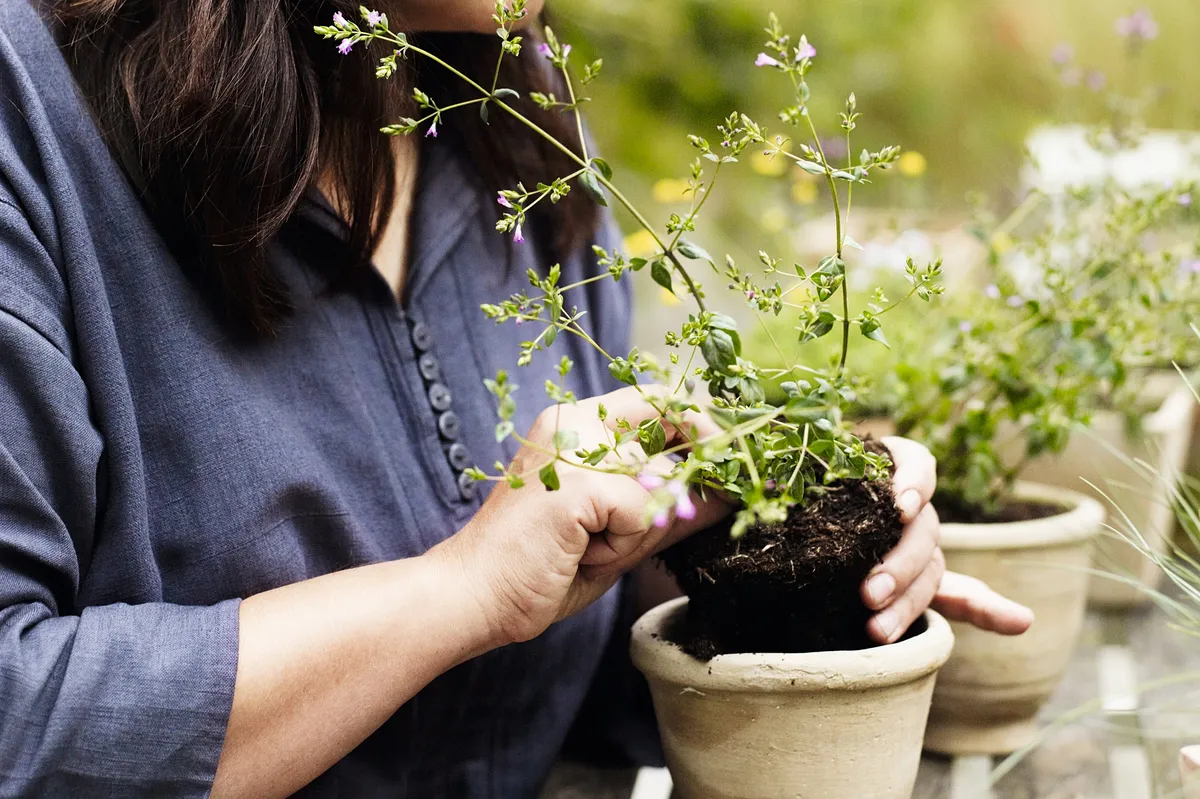 Garden designers Jinny Blom looks down at a small plant arranged in a clay pot in her hands