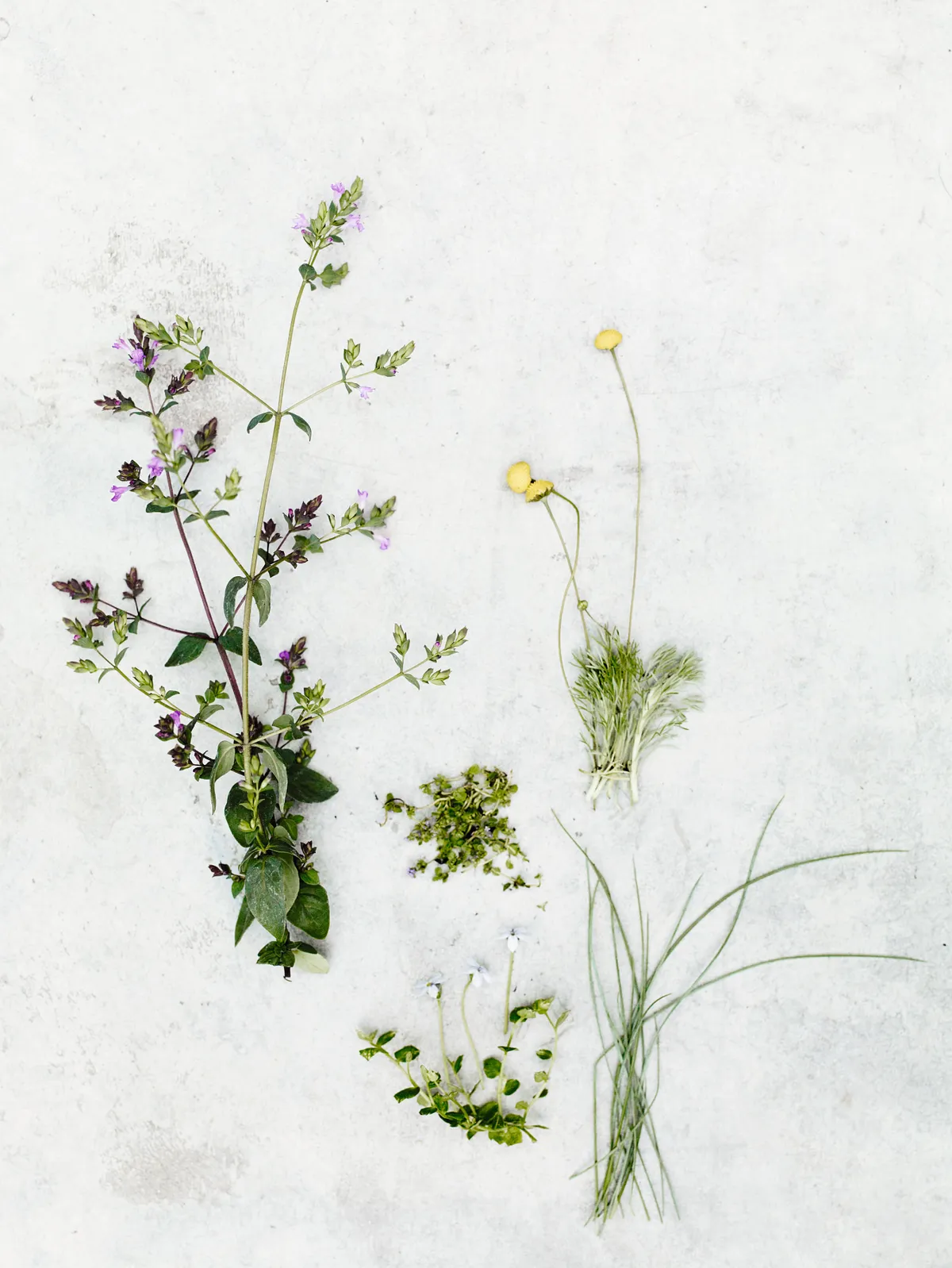Origanum laevigatum ‘Hopleys’, Mentha requienii, Cotula hispida, Festuca glauca and Pratia pedunculata