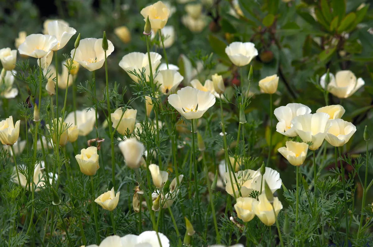 Eschscholzia californica 'Alba' Eschscholzia californica ‘Alba’