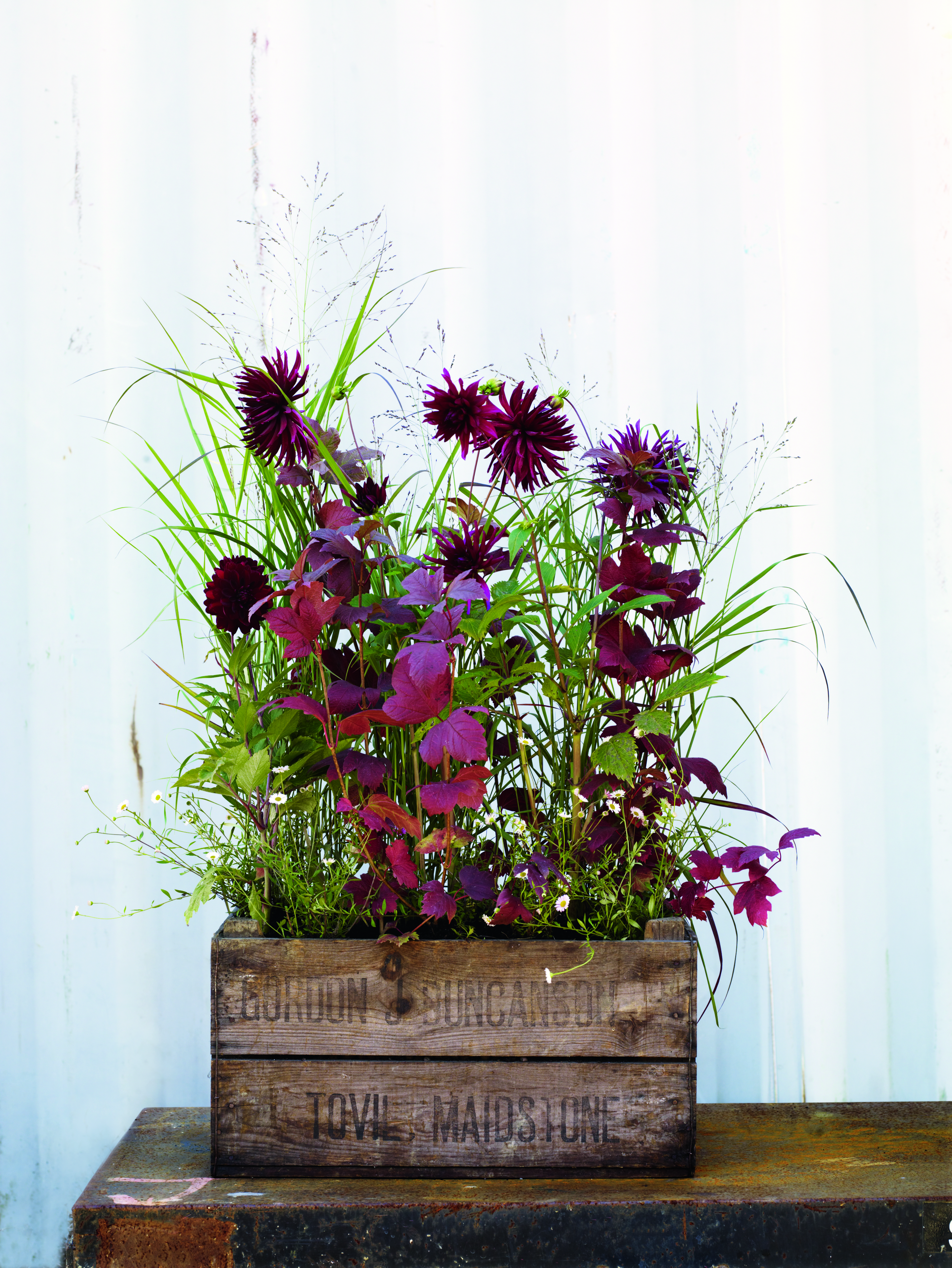 Sarah Price, late summer pots A mix of Dahlias and grasses are planted up into a greengrocer-style box