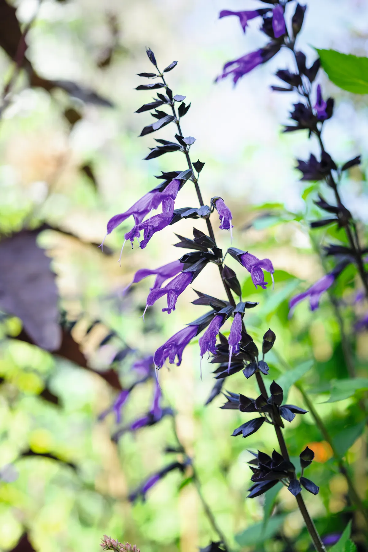 Salvia ‘Amistad’. Photo Jason Ingram