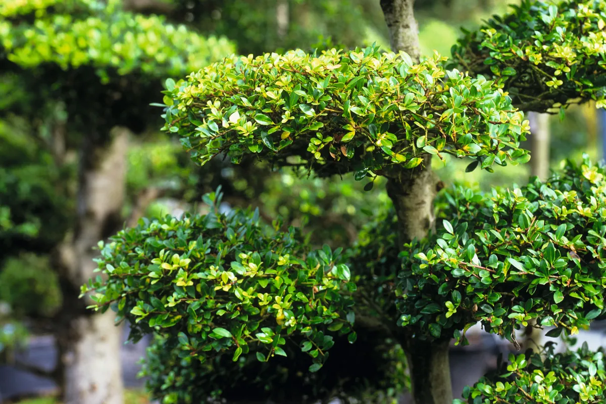 Design Solutions: Topiary - Gardens Illustrated