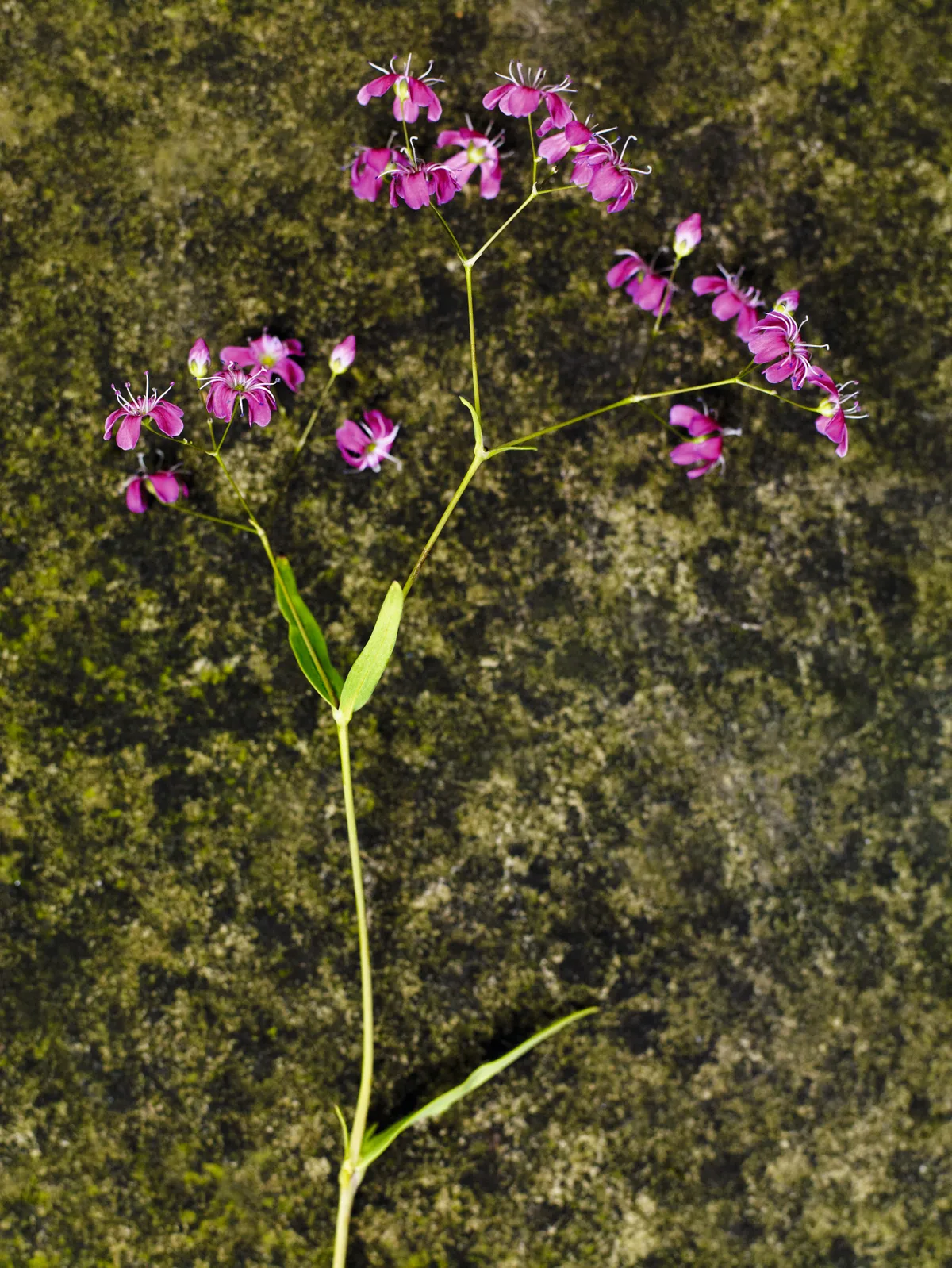 A single bright pink stem of flowering Gypsophila elegans ‘Kermesina’