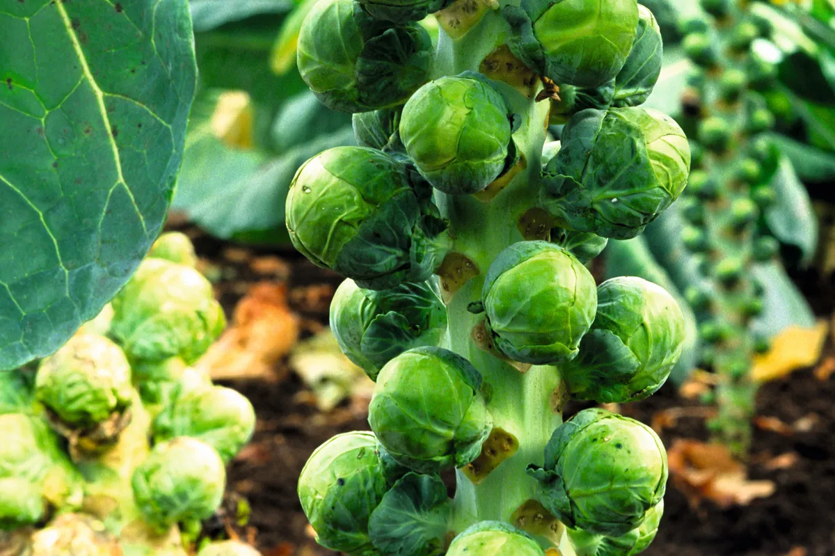 Close-up of Brussels sprouts growing on a plant in the garden