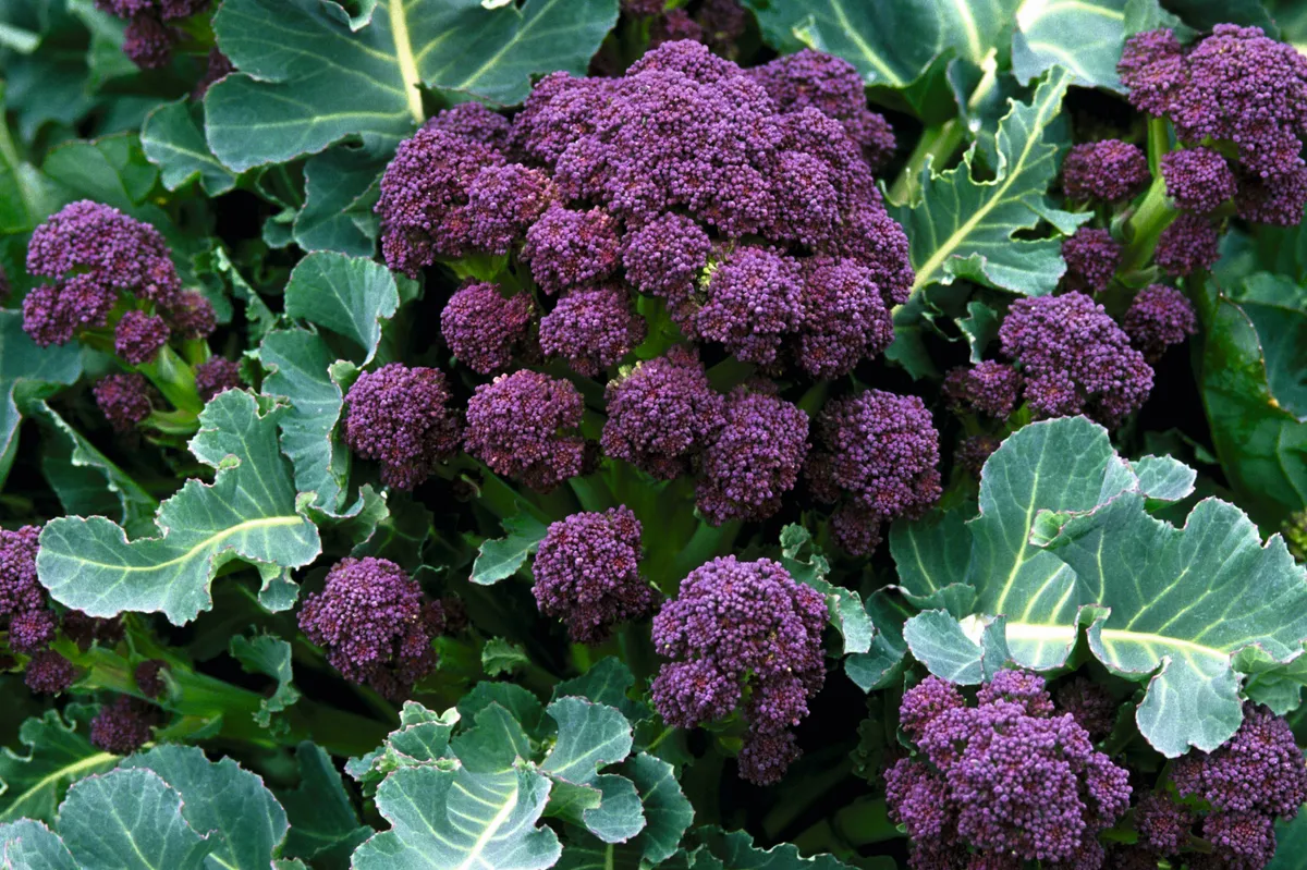 A head of purple sprouting broccoli