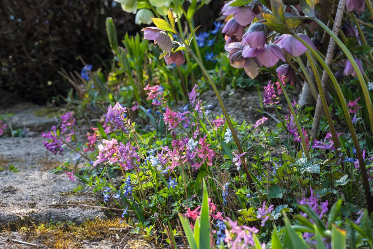 Picture of spring pink Corydalis solida'Dieter Schacht' and Helleborus x hybridus