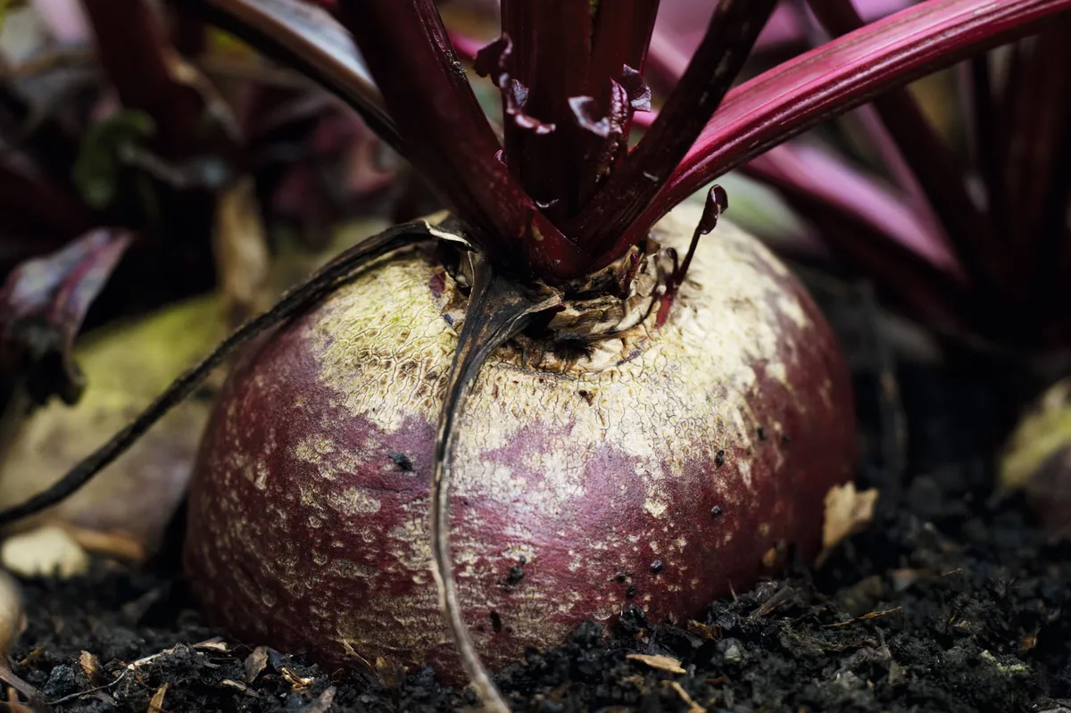 Close-up of beetroot growing in the ground