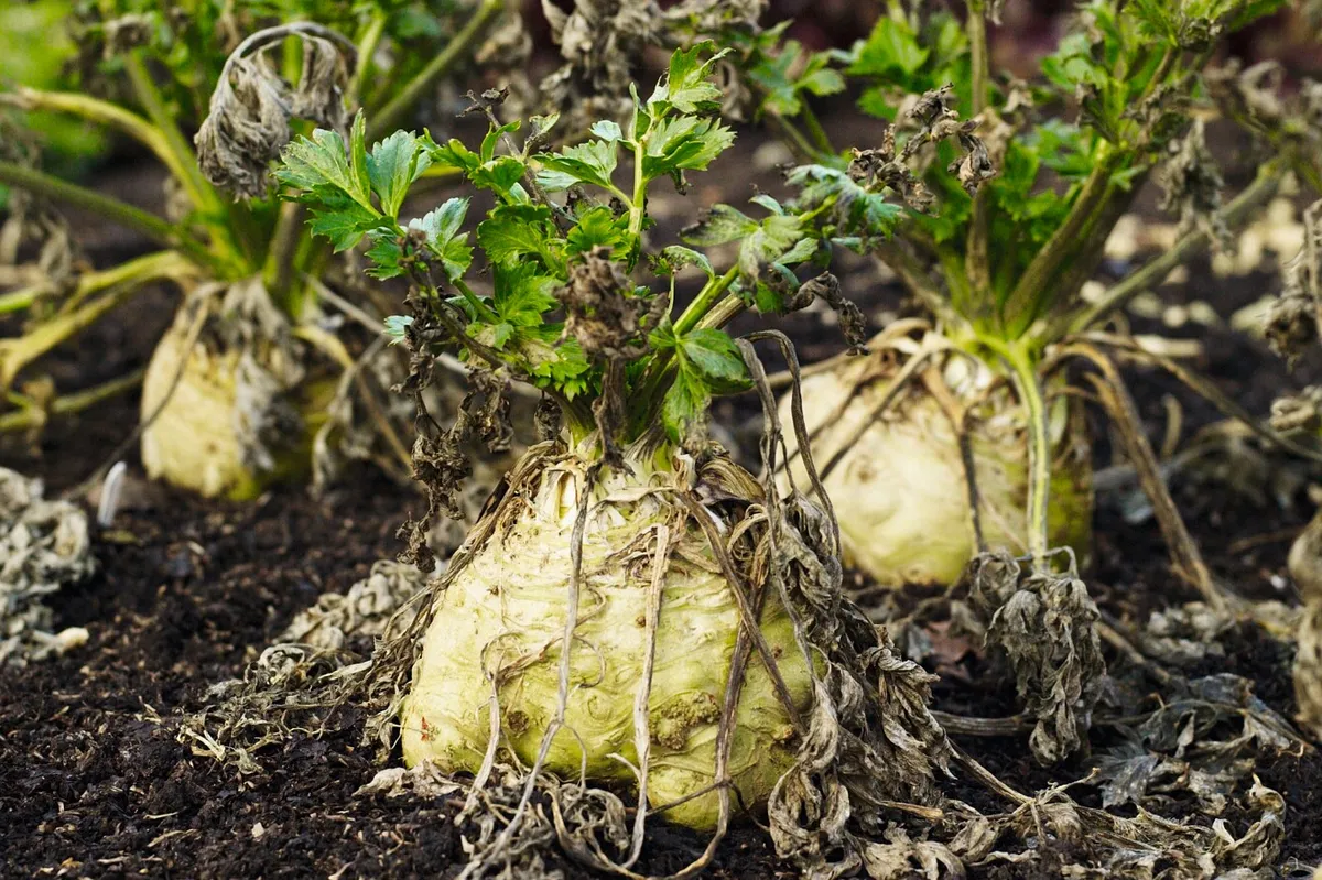 Three celeriac growing in the ground with green tops showing