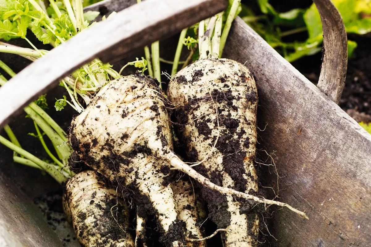 Unwashed harvested parsnips in a garden trug