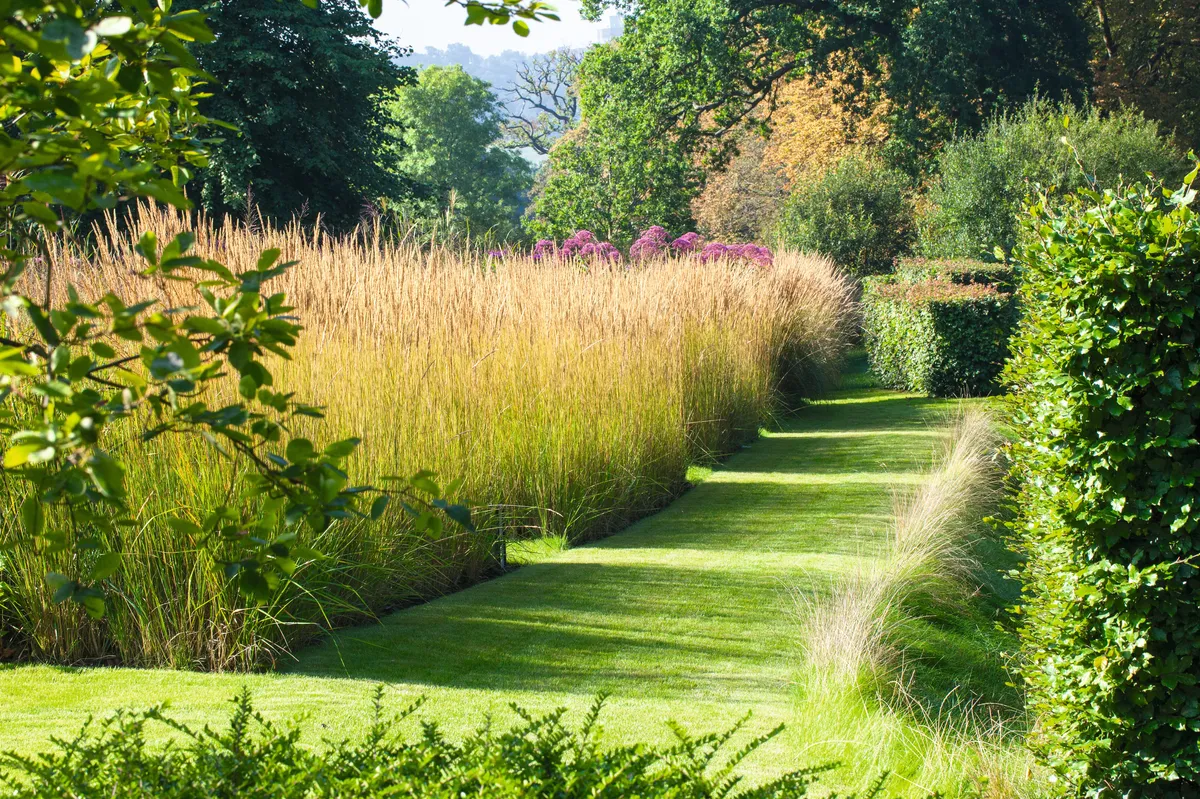 Tall grasses contrast with a green hedge border in this three-dimensional grid designed garden
