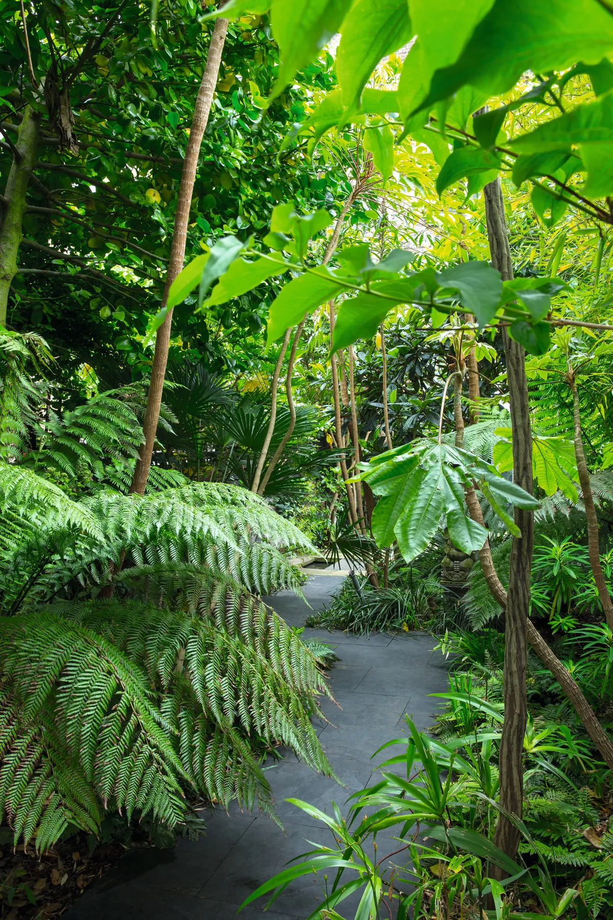 An urban garden pathway with exotic plants and large green leaves