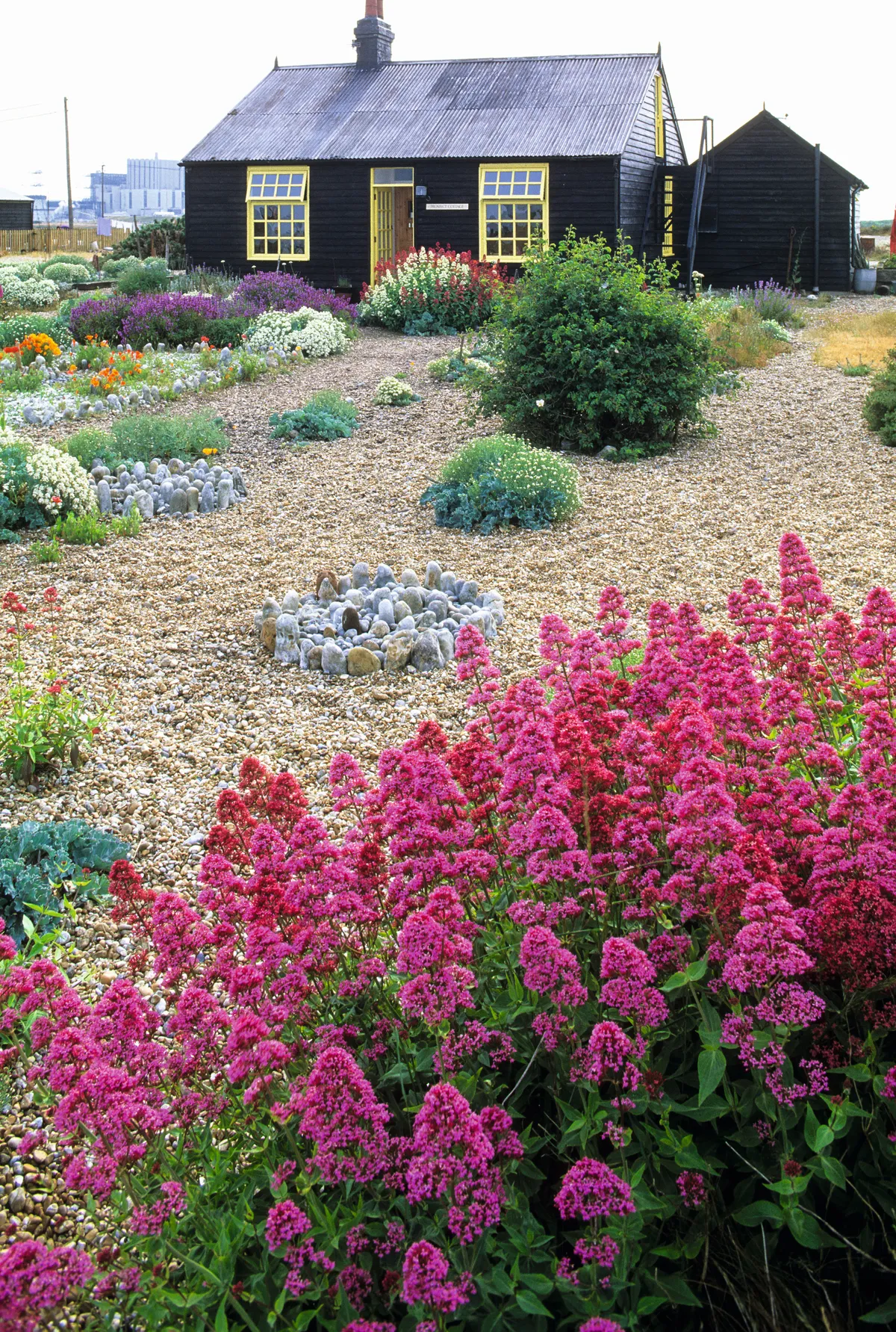 A shingle front garden with a small cottage in the background