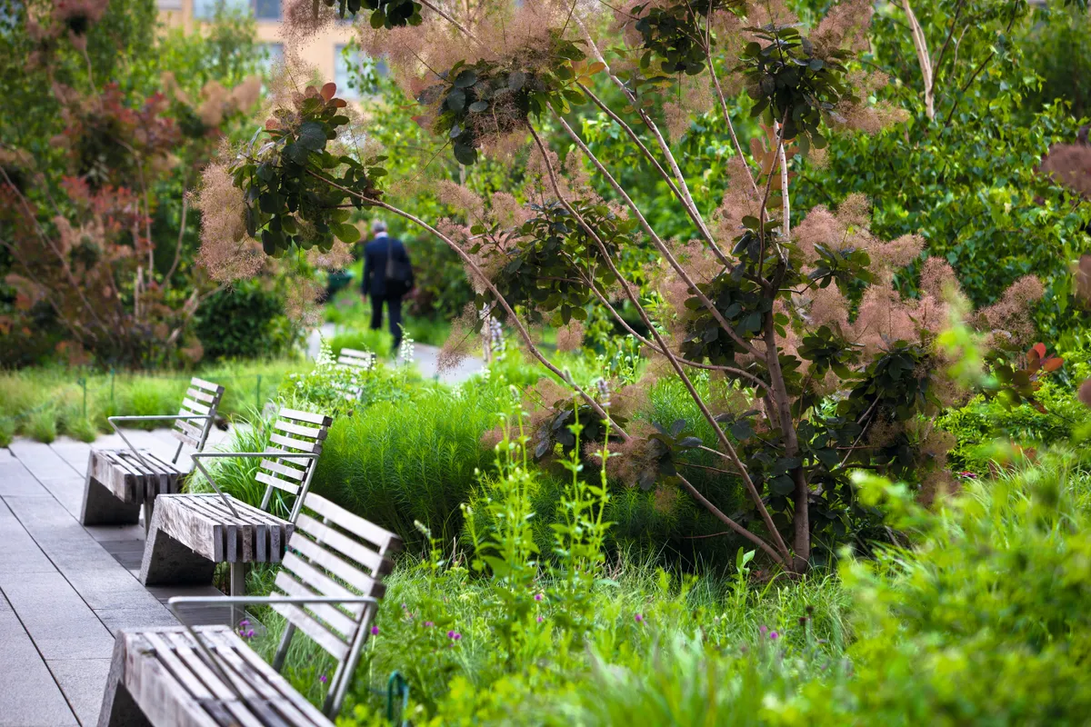 The High Line Garden in New York by Piet Oudolf features luscious green trees and wooden benches lining a path.