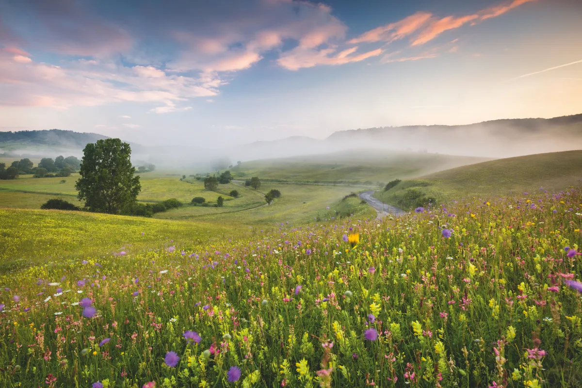 Wildflower meadow in Transylvania, Romania. Photo by Richard Bloom