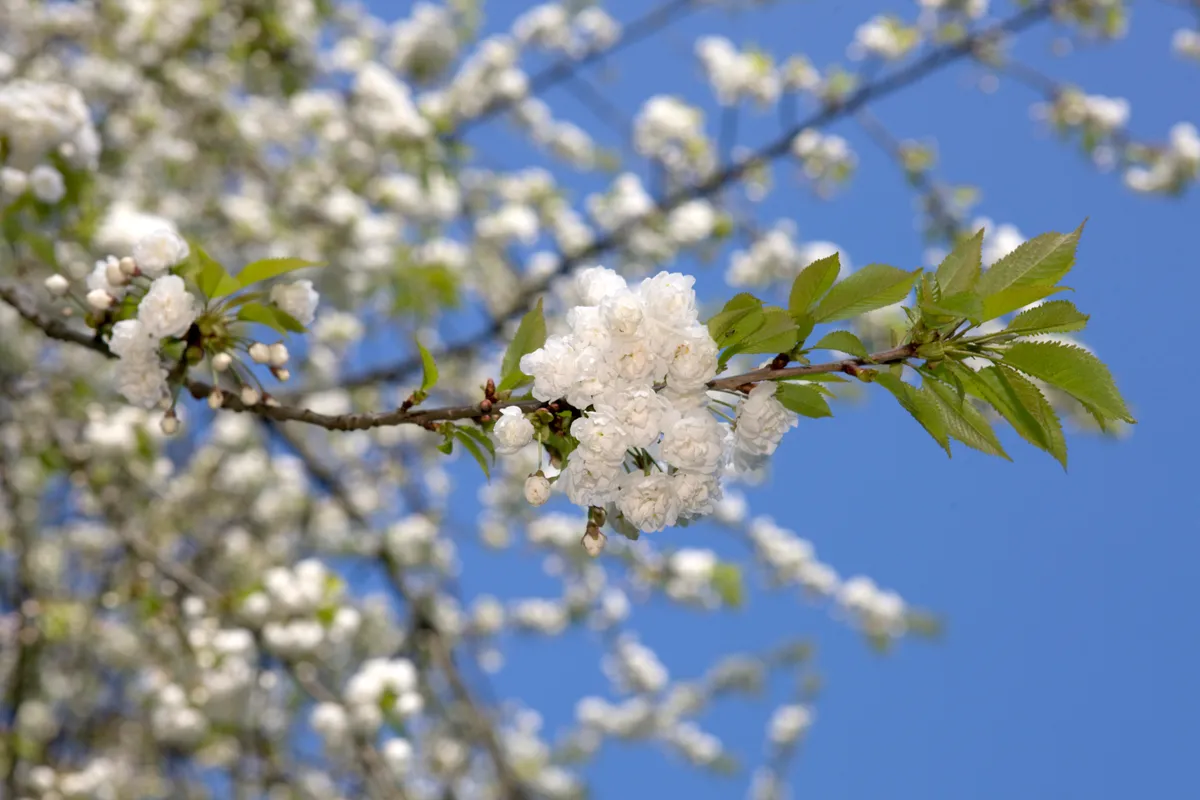 Close up of double petalled cherry blossoms with sky background.