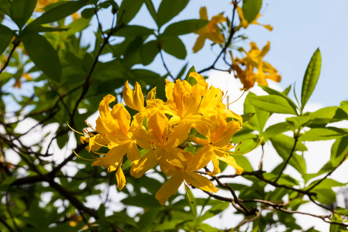Yellow Azalea or Honeysuckle Azalea or rhododendron luteum