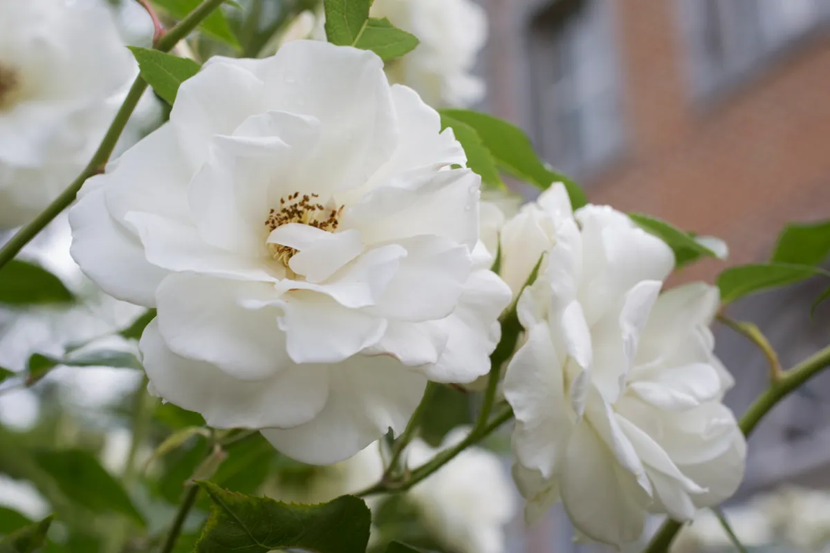 Rosa Schneewittchen, or Rosa Iceberg, white floribunda rose