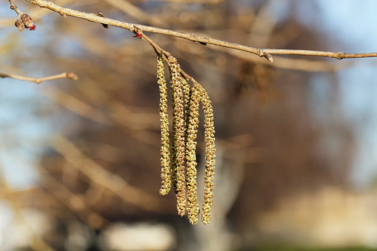 Hanging yellow catkins of a Turkish hazel tree (Corylus colurna). Selective focus with plenty of copy space. This lonely tree bears hazelnuts every year but, sadly, they are empty.