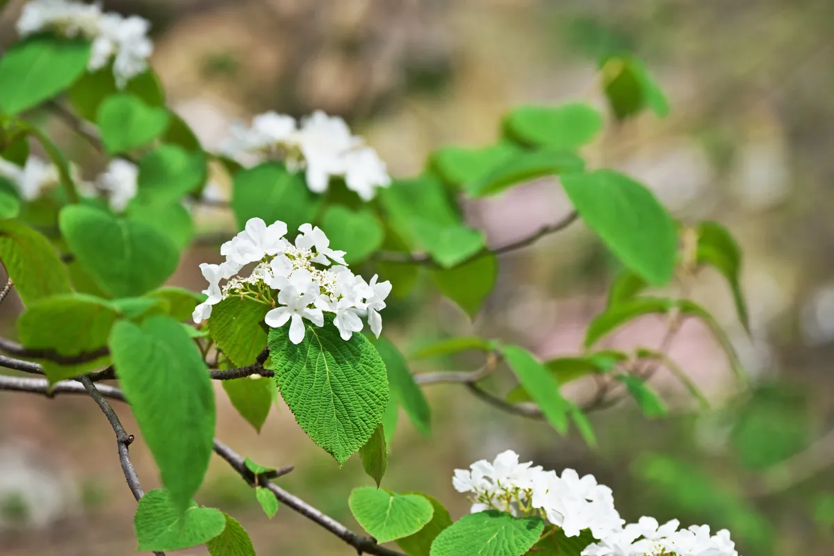 Viburnum furcatum in flower in spring