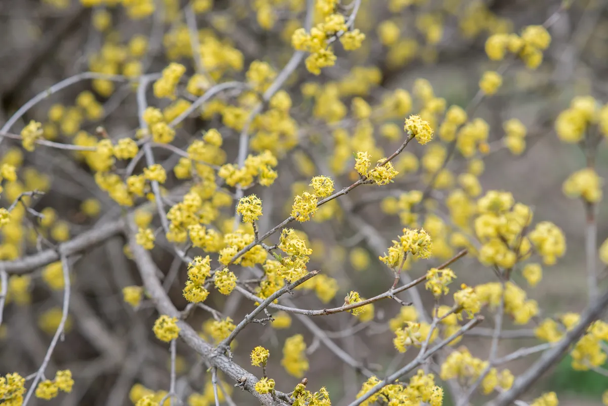 yellow flowers of the dogwood Cornus mas