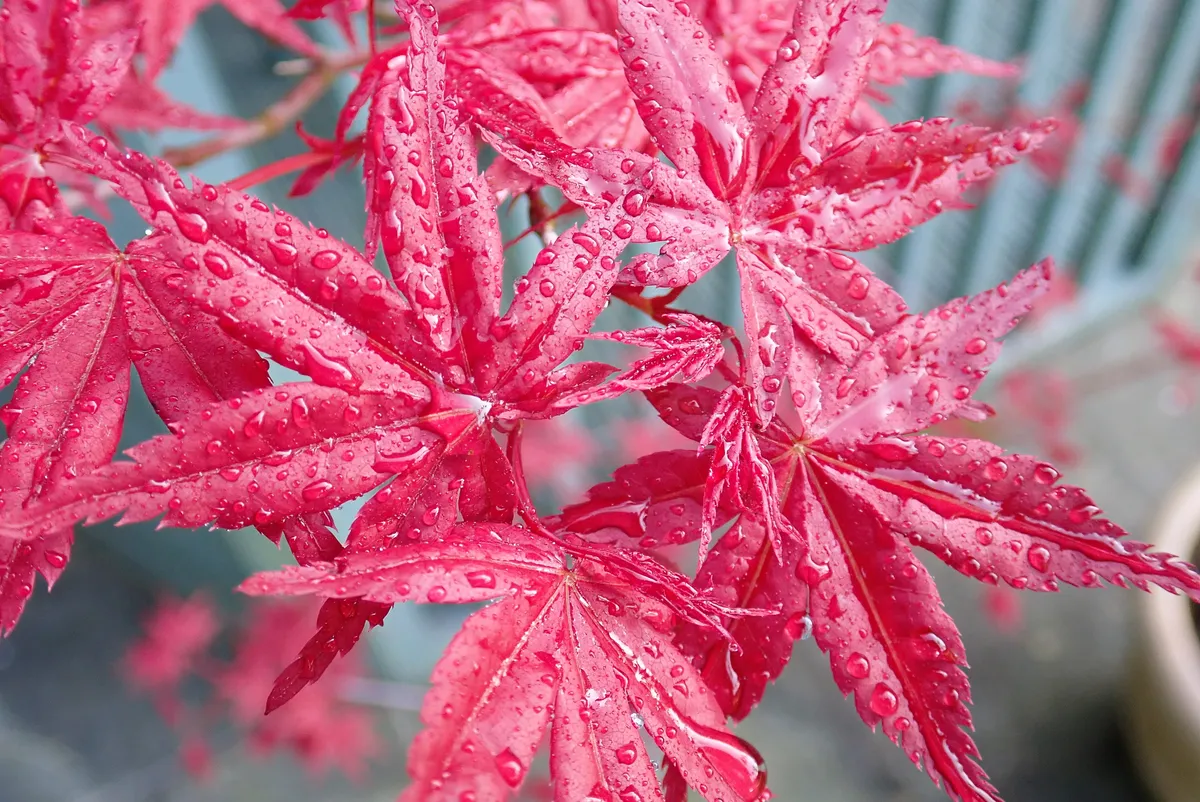 Close-up of Acer Palmatum 'Osakazuki' Japanese Maple