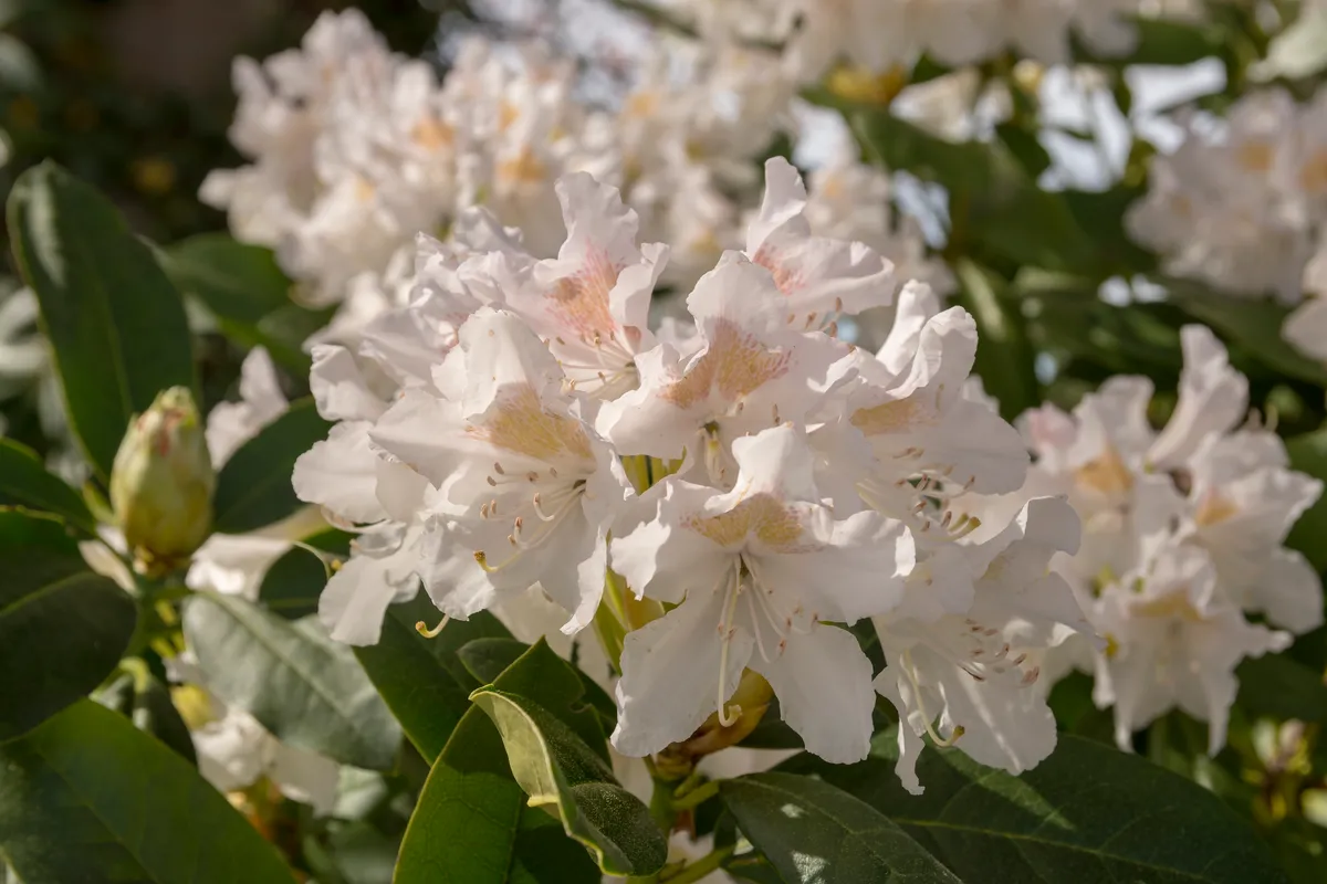 Close-upp of a blooming white Rhododendron (Cunningham's White) with some leaf in front.
