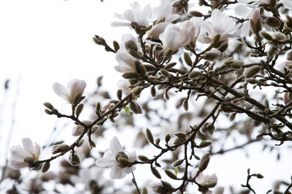 Detail of Magnolia at Trewithen, Cormwall